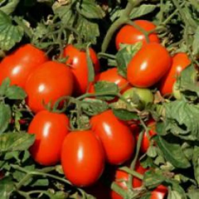 UG 8168 F1 1000/10000 насінин