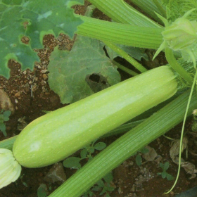 КАБАЧОК АРДЕНДО F1 / ARDENDO F1 50 насінин