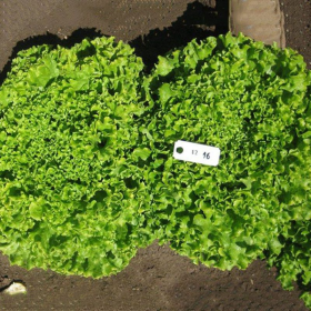 САЛАТ БАТАВІЯ ВАЙДОЗА