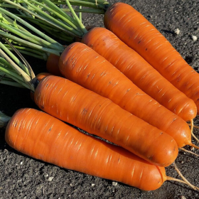 МОРКВА ВАК-70 100000 VD насінин