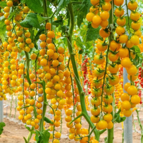 ТОМАТ ВІЕРО F1 50/500 насінин