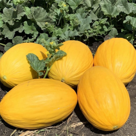 ВИФАК F1 1000 насінин