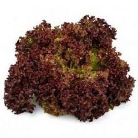 САЛАТ Л/Р  ВІЛБУР F1 / WILBUR 1000/5000 насінин