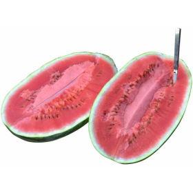 КАВУН ВІЛЛІНГ F1 1000 насінин