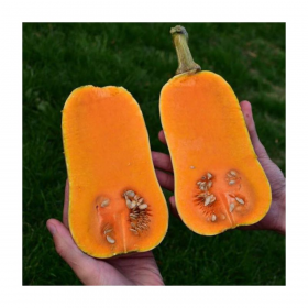 ГАРБУЗ ВІНЕС F1 / VEENAS F1 100 насінин