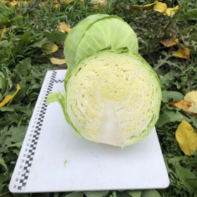 КАПУСТА Б/Г ВЕРДЖИНИЯ F1 2500 насінин