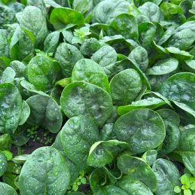 ШПІНАТ ПЕРИДОТ F1 5000/50000 насінин