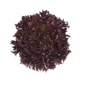 САЛАТ ТРІПЛЕКС 1000/5000 насінин