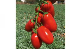 ТОМАТ ЯНУС F1 1000 насінин