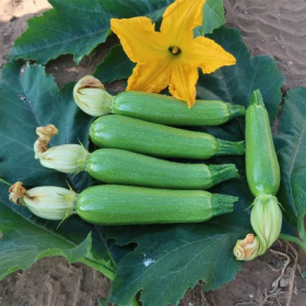 КАБАЧОК ЮЛІАН F1 100/500 насінин