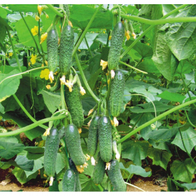 ОГІРОК ЕЛВІНАРА F1 250/1000 насінин