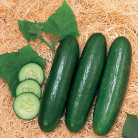 ОГІРОК ЗЕНА F1 100/1000 насінин
