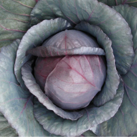 Луіс F1 1000 насінин