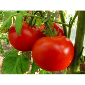 Зодіак F1 250/1000 насінин